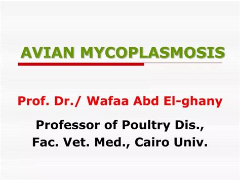 Ppt Avian Mycoplasmosis Powerpoint Presentation Free Download Id 9500323