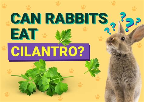 Can Rabbits Eat Cilantro Vet Approved Health Facts FAQ PangoVet