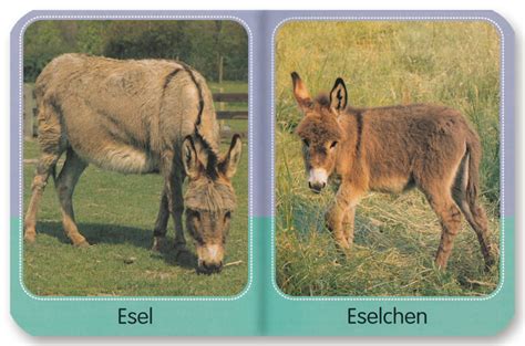 Meine Kleine Tierwelt Kinderbuch