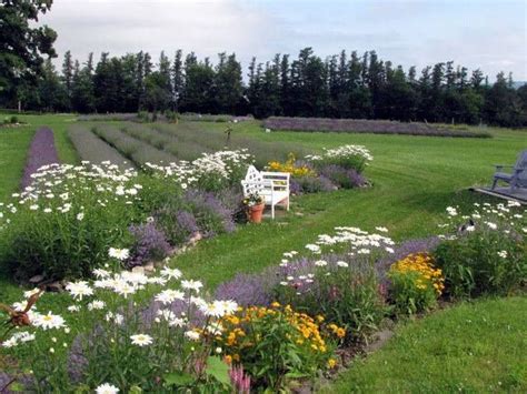 Pin By Tc Tahire Kalender On Lavanta Lavender Farm Cut