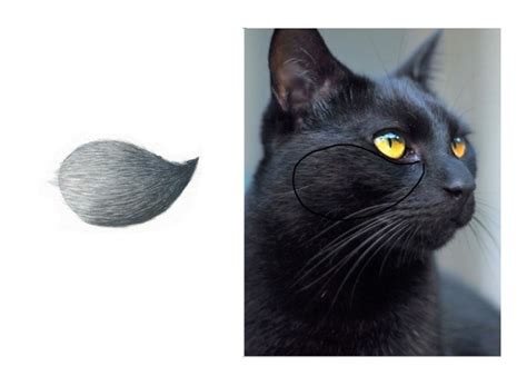 How To Paint Black Fur In Watercolor