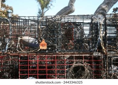 9 617 Lobster Lobster Trap Images Stock Photos 3D Objects Vectors