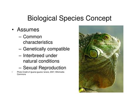 Ppt Species And Speciation Powerpoint Presentation Free Download