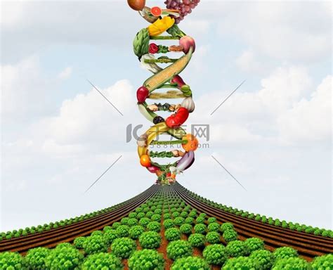 转基因、转基因作物、杂交种高清摄影大图 千库网