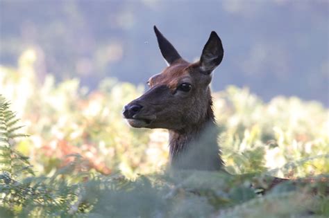 Deer Red Buck - Free photo on Pixabay - Pixabay