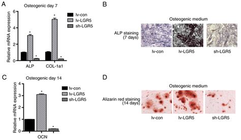 Lgr Promotes The Osteogenic Differentiation Of Mc T E Cells A