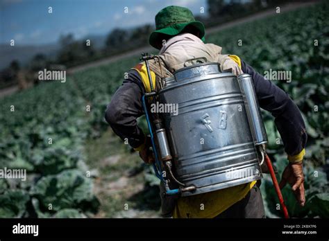 Saiful 50 Years A Cabbage Farmer Spraying Pesticides After His Plantation Was Covered In