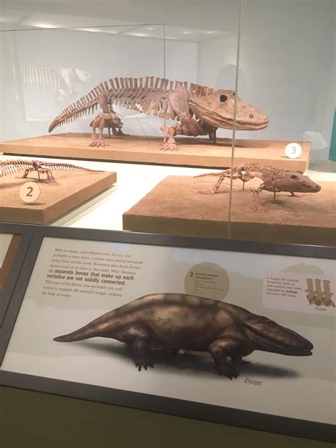 Eryops Megacephalus Roughly Translated To Wide Chonk” Absoluteunits