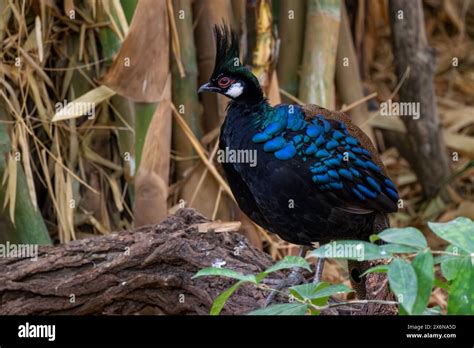 Palawan Peacock Pheasant Polyplectron Napoleonis Beautiful Colored Ground Bird Endemic To The