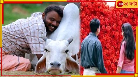 Cow Hug Day ভেস্তে গেল কেন্দ্রের গোরু আলিঙ্গন দিবস জেনে নিন কেন