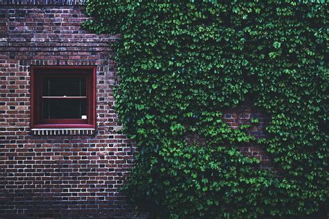 HD wallpaper: green wall grass beside the windowpane, green vine plant on brown wall brick ...