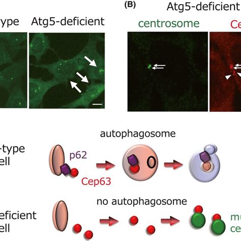 Autophagy Regulates Centrosome Number Modified From Ref A