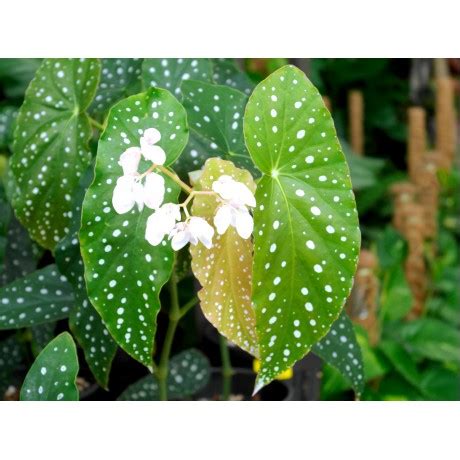 Begonia Maculata Polka Dot Plant