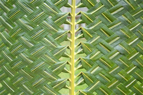 Pattern Weaving Of Coconut Leaves Stock Photo - Image of braid, green ...