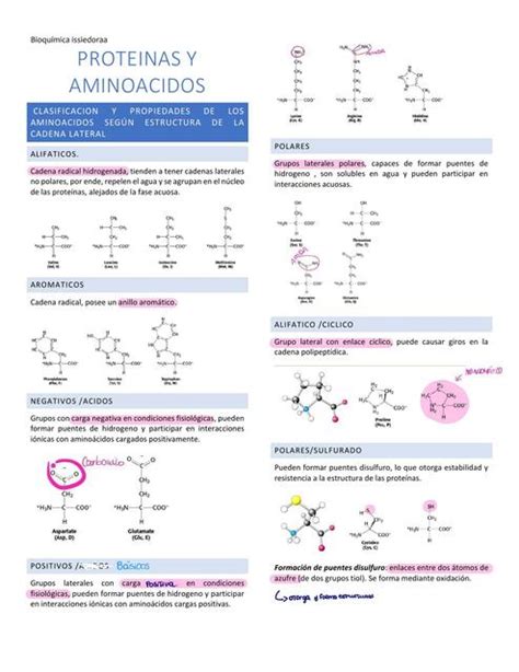 Prote Nas Y Amino Cidos Isidora Zamora Udocz