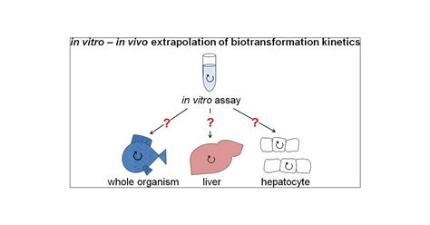 In Vitroin Vivo Extrapolation Of Hepatic Metabolism For Different