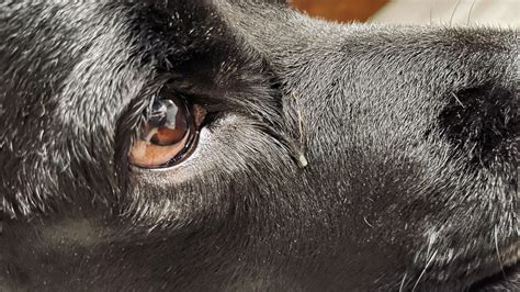 Eye discharge in dogs: Types, causes and treatment, according to a vet ...