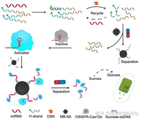 基于crisprcas12a的荧光传感器用于特定信号的检测 知乎