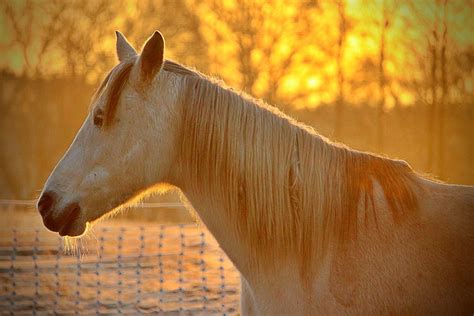 Pferd Schimmel Vollblutaraber Kostenloses Foto Auf Pixabay