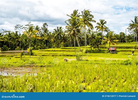 Desa Mancingan Rice Field In Gianyar Regency Bali Indonesia Stock