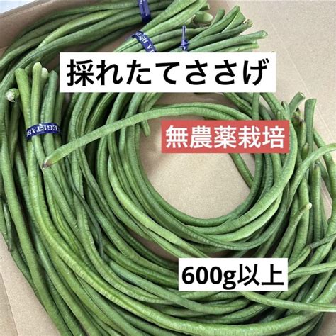 ささげ 無農薬栽培 ささげ豆 600g ささげインゲン No1 メルカリ