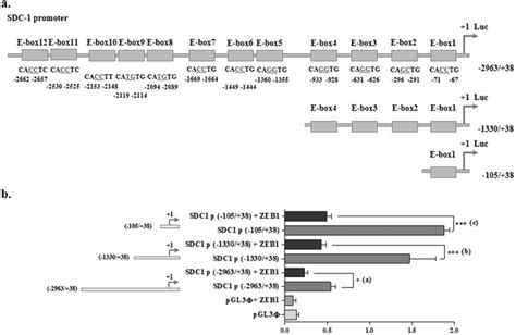 Analysis Of Sdc Promoter Activity In Rwpe Cells With Ectopic