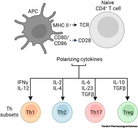 Modulation Of T Cells By Tryptophan Metabolites In The Kynurenine