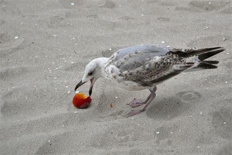 What Do Seagulls Eat? - BirdChronicle.com