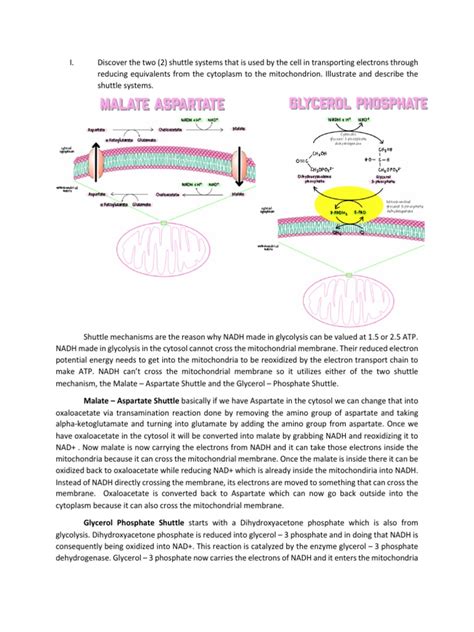 Malate Aspartate And Glycerol Phosphate Shuttle System Pdf