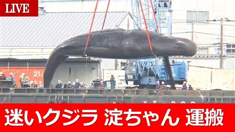 全長15メートル迷いクジラ「＃淀ちゃん」紀伊水道沖へ 18日運搬作業開始【live配信済】 Youtube