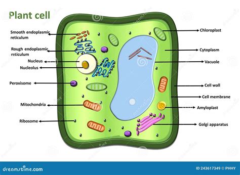 Plant Cell Diagram Vector Infographic Illustration. Stock Vector ...