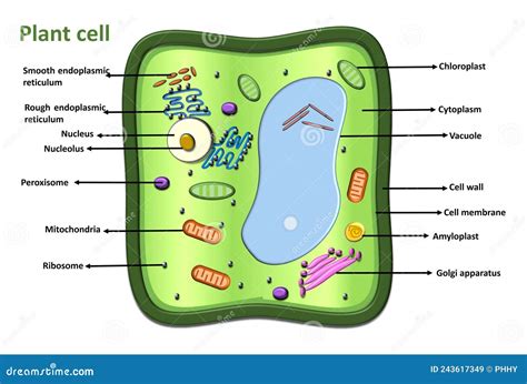 Plant Cell Diagram Vector Infographic Illustration Stock Vector