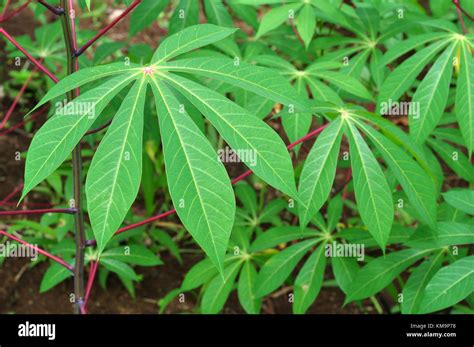 Feuilles De Manioc Banque De Photographies Et Dimages Haute