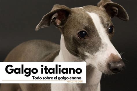 Galgo Italiano Descubre Al Galgo En Miniatura Adorable FeelCats