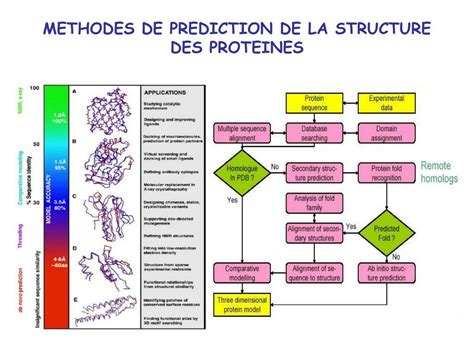 Ppt Chapitre Repliement Des Prot Ines Dynamique Et Volution