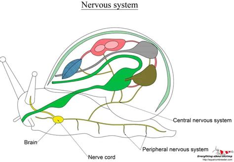 Snails Internal Anatomy Shrimp And Snail Breeder