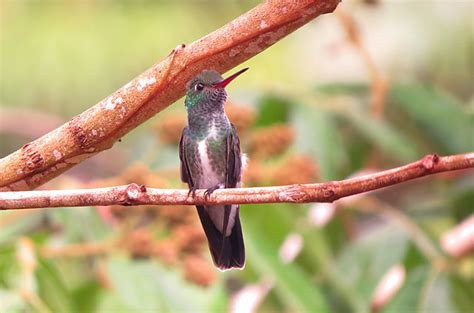 Foto Beija Flor De Garganta Verde Chionomesa Fimbriata Por Fernando