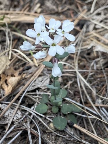 Fendler S Pennycress Noccaea Fendleri INaturalist