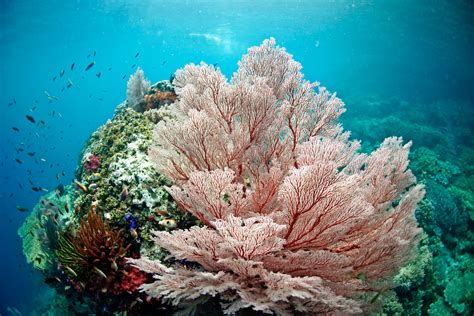 day raja ampat island  pristine nature reefs  remote paradise