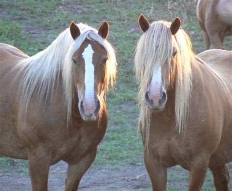 Marge And Molly Belgian Haflinger Cross Our Girls Laurie Minick