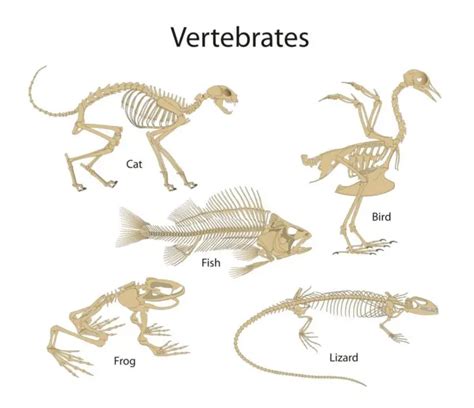 Are Birds Invertebrates Or Vertebrates 10 Examples Birds News