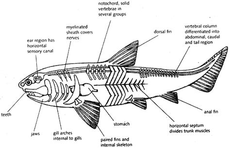 Internal Anatomy Of A Bony Fish - Anatomy Book