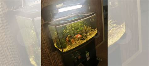 Аквариум с тумбой купить в Екатеринбурге | Животные и зоотовары | Авито