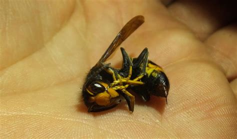 La Natura a la Baixa Tordera Vespa asiàtica Vespa Velutina a Sant