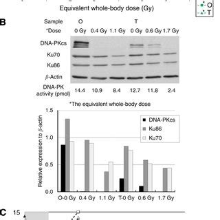 A Changes Of DNA PK Activity Of PBLs After Radiation According To The