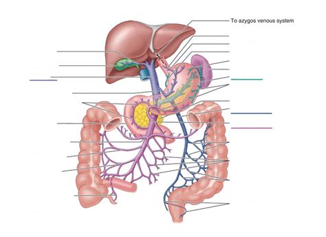 Venous Drainage Of The Abdomen Diagram Quizlet