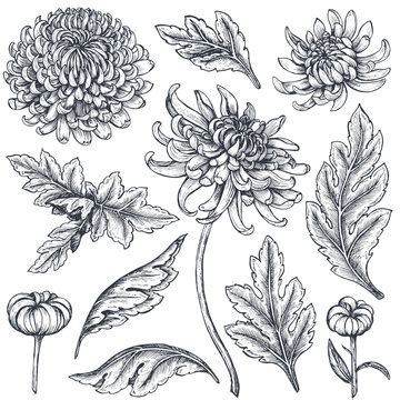 Chrysanthemum Clip Art Black White