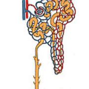 Illustration Of Nephron Photograph By Science Source Fine Art America