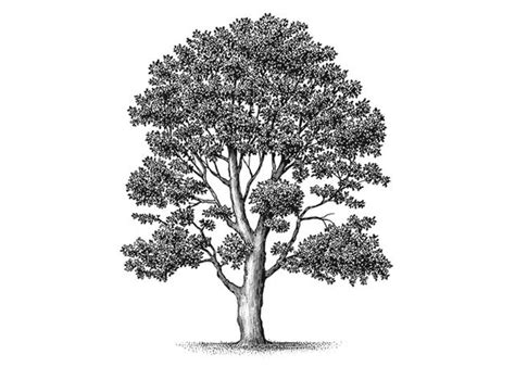 Steven Noble Illustrations: Madrone Tree