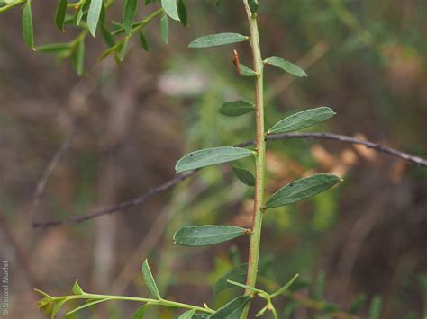 Acacia Acinacea